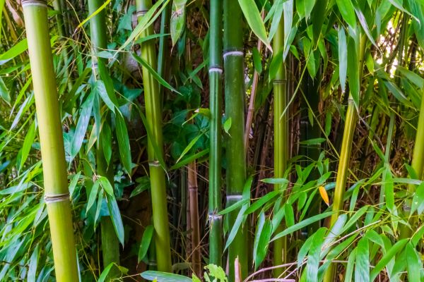 Bamboo Trimming in White Lake