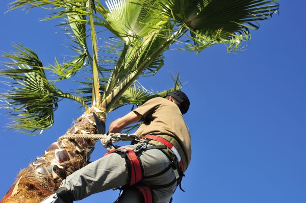 Palm Tree Trimming in White Lake