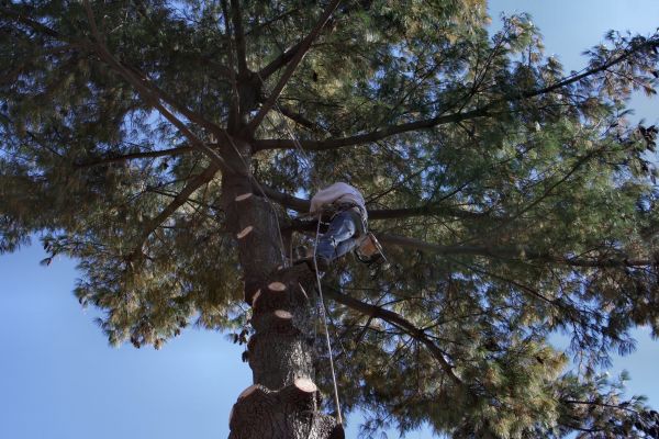 Trimming Service in White Lake