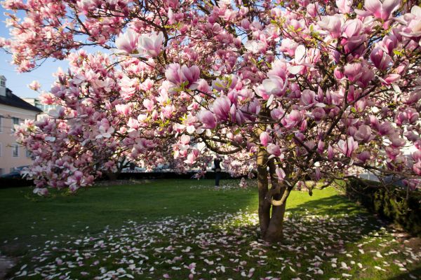 Ornamental Tree Pruning in White Lake