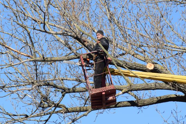 Emergency Tree Trimming in White Lake