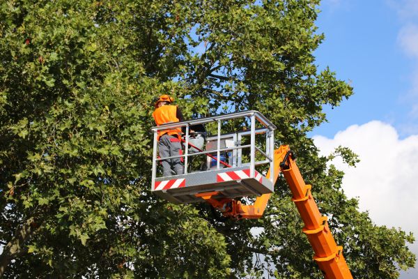 Commercial Tree Service in White Lake