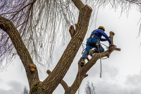 Tree Maintenance Service in White Lake