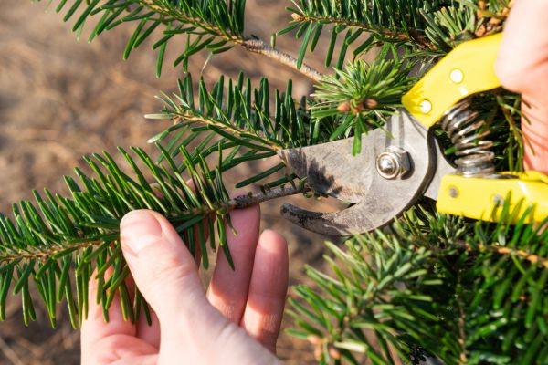 Pine Tree Pruning in White Lake