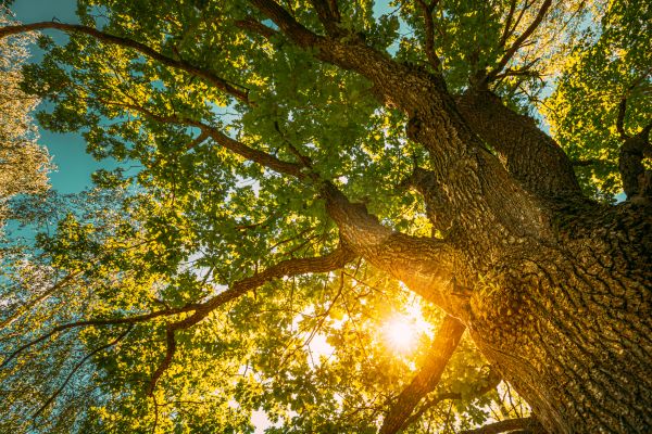 Oak Tree Pruning in White Lake