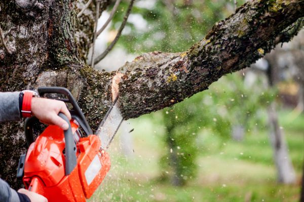 Tree Limbs Removal in White Lake