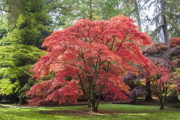 Japanese Maple Pruning in White Lake