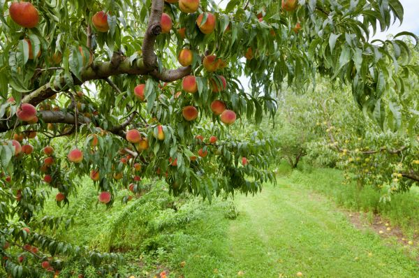 Peach Tree Pruning in White Lake
