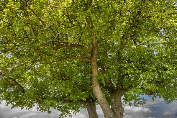 Walnut Tree Trimming in White Lake