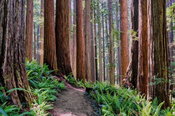 Redwood Tree Trimming in White Lake