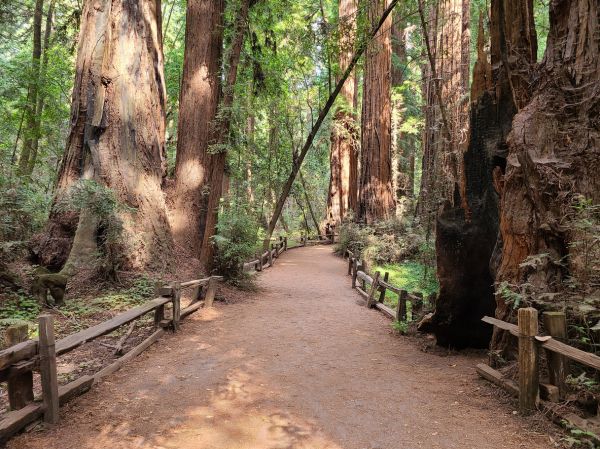 Redwood Tree Pruning in White Lake