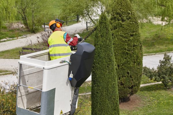 Cypress Tree Pruning in White Lake