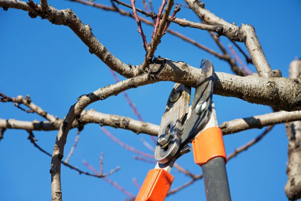 Peach Tree Trimming in White Lake