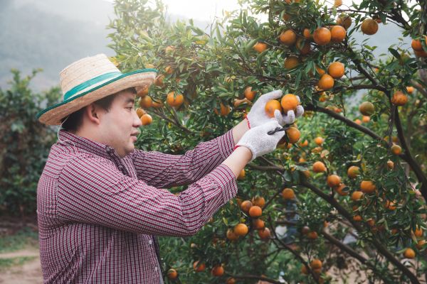 Orange Tree Pruning in White Lake