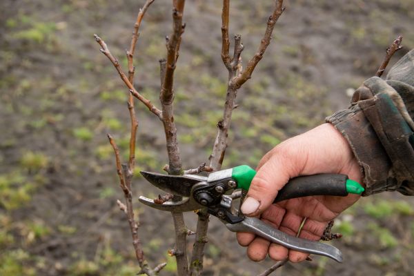 Pear Trees Pruning in White Lake