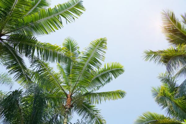 Queen Palm Tree Trimming in White Lake
