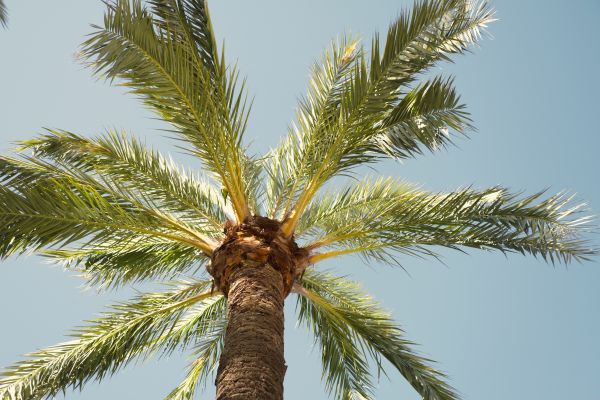 Queen Palm Pruning in White Lake