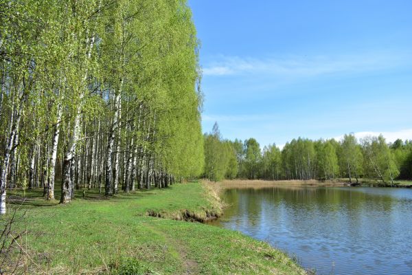 River Birch Pruning in White Lake