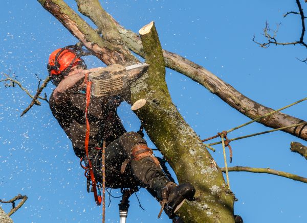 Tree Trimming Service in White Lake