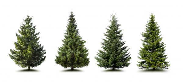 Cost of Pine Tree Trimming in White Lake