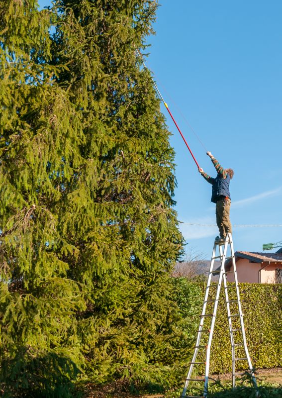 Cedar Tree Trimming