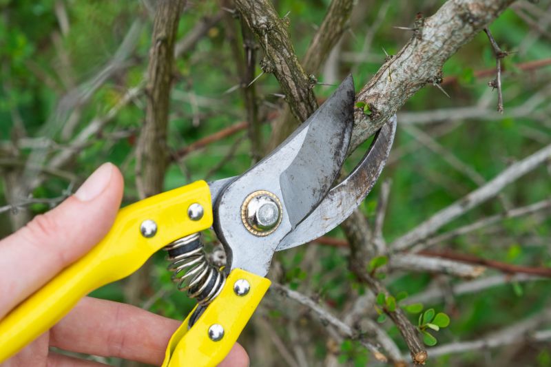 Limb Pruning