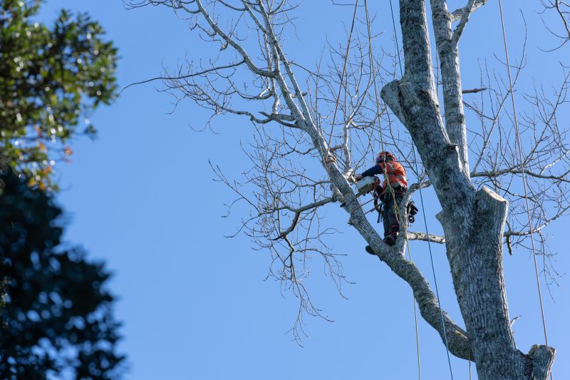 Tree Maintenance in Action